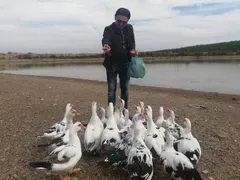 Я, елате, пиленца, при батко! Милко Калайджиев стана ЖИВОТНОВЪД!