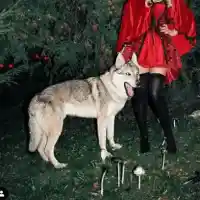 Вижте Емилия като Червената шапчица (СНИМКИ)