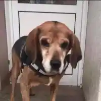 Максим Генчев се премести при тъщата, дава награда за изгубено куче