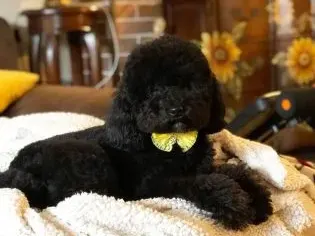 Гергана от „Къртицата“ показа новия си (СНИМКИ)