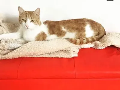 Откраднаха котарака на Йоко Захариев (Защитници на животните я кълнат в нета)