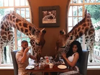 Фризьорът на Николета и гаджето му хапват с жирафи (Снимки)