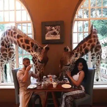Фризьорът на Николета и гаджето му хапват с жирафи (Снимки)