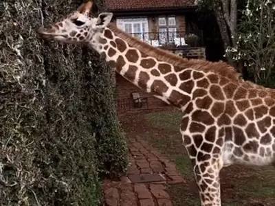 Фризьорът на Николета и гаджето му хапват с жирафи (Снимки)