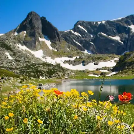 The blood-green from WWF spend 2 750 000 € on lobbying in the European Commission