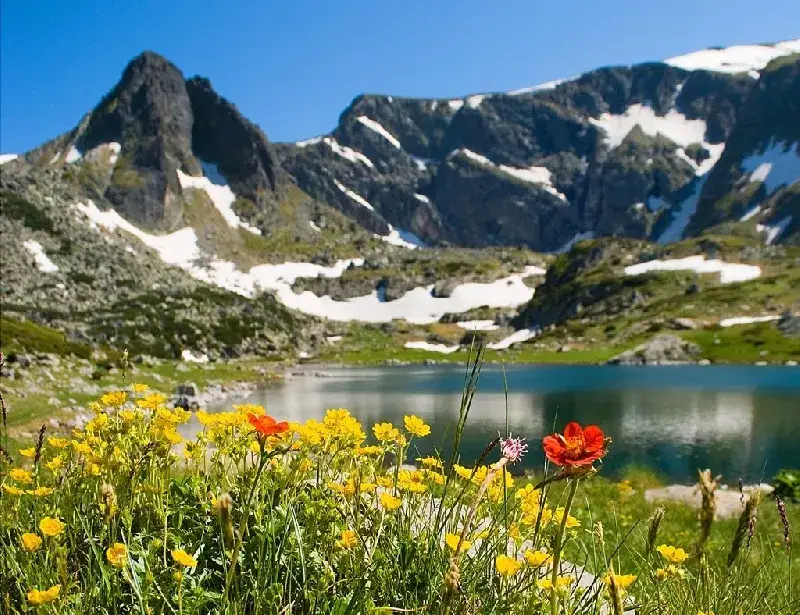 The blood-green from WWF spend 2 750 000 € on lobbying in the European Commission