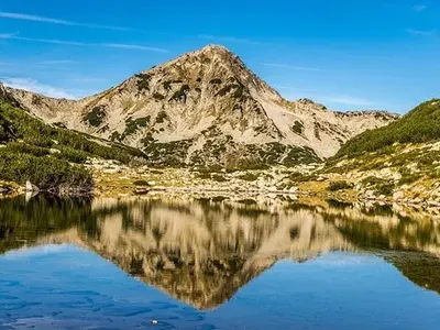 Brown bears: the new money-box of the ecologists