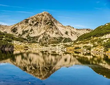 Brown bears: the new money-box of the ecologists