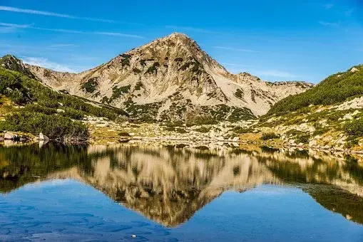 Brown bears: the new money-box of the ecologists