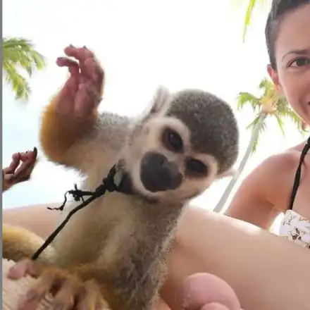 Хепи Ванче харчи наградата в Доминикана (СНИМКИ)