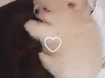 Сузанита с нов любимец! Певицата иска да е в крак с модата (ФОТО ТУК)