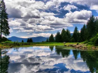 The truth about the demise of the cormorants is uncovered. The Greens themselves are to blame