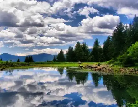 The truth about the demise of the cormorants is uncovered. The Greens themselves are to blame