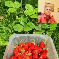 Къци Вапцаров яде ягоди, засадени от майка му преди 10 г.