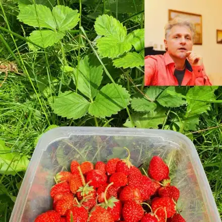 Къци Вапцаров яде ягоди, засадени от майка му преди 10 г.