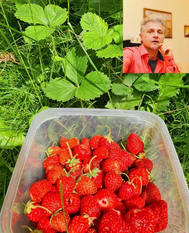 Къци Вапцаров яде ягоди, засадени от майка му преди 10 г.