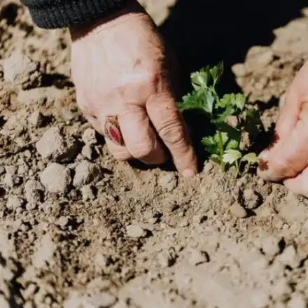 Какво да посадите в сенчеста градина?