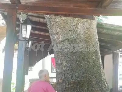 Папарашки удар: Д-р Емилова се тъпче с вредни храни, а от балами дере по няколко стотачки, за да гладуват в клиниката й (СНИМКИ)