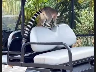 Гришо играе с милиардера Ричард Брансън! Богаташът го покани на частния му екзотичен остров (СНИМКИ)