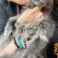 Цеци Красимирова купува котките си от руски олигарси