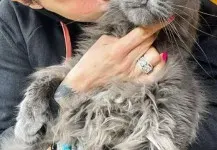 Цеци Красимирова купува котките си от руски олигарси