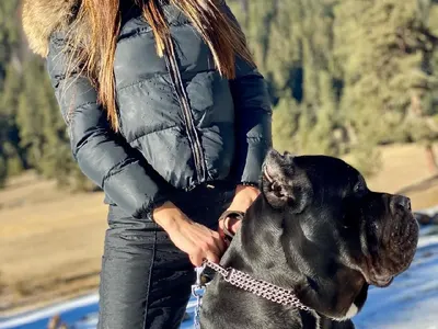 Кане корсо пази плеймейтката Диана Габровска от ухажори