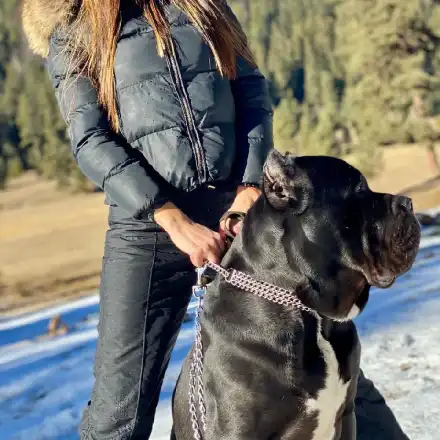 Кане корсо пази плеймейтката Диана Габровска от ухажори