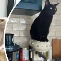 Диляна Попова се пази от уроки с... черна котка!