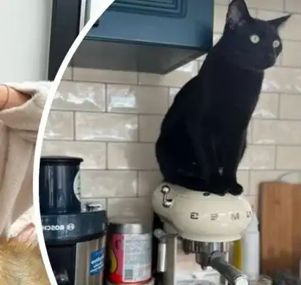 Диляна Попова се пази от уроки с... черна котка!