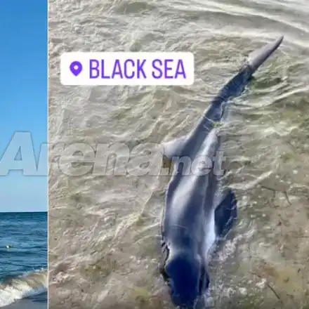 Наталия Гуркова спаси делфин