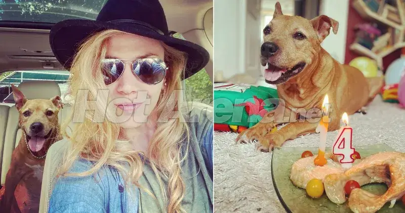 Кучето на Макавеева чукна 14 с торта от сьомга