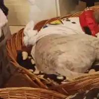 Милена Славова осинови куче от приют