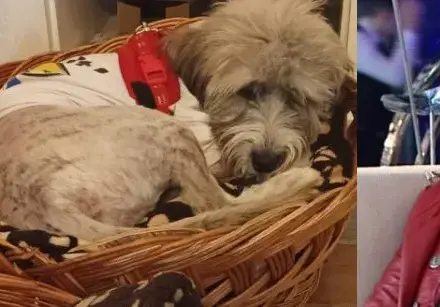 Милена Славова осинови куче от приют