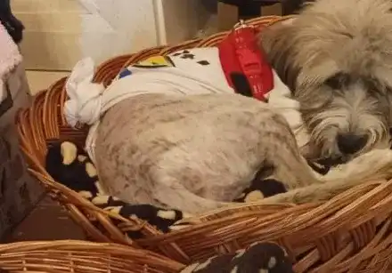 Милена Славова осинови куче от приют