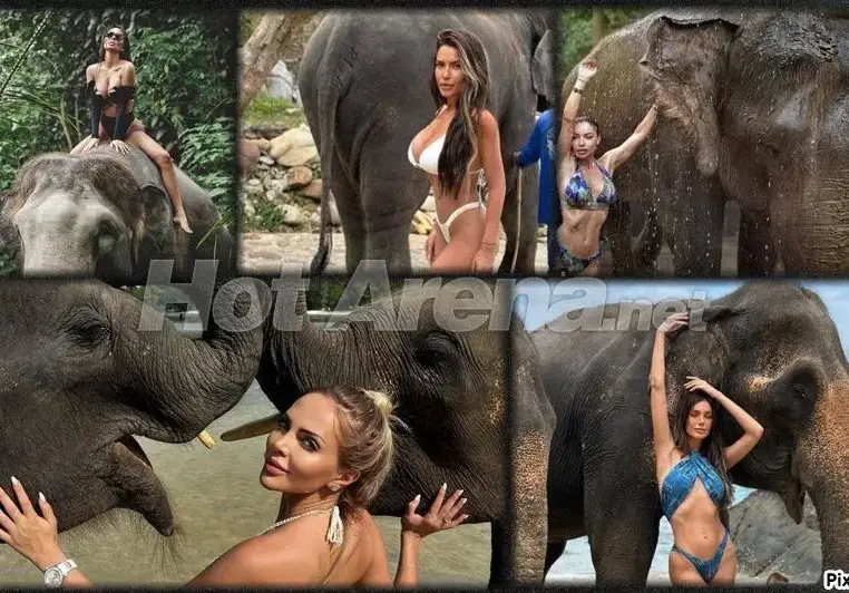 Миски и певици яхната слоници (СНИМКИ)