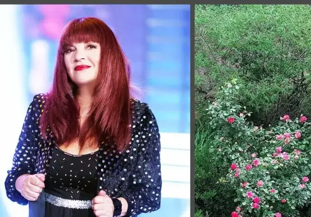 Откраднаха нарцисите на Джина от „Трамвай №5“: Миналата година ми оскубаха божурите