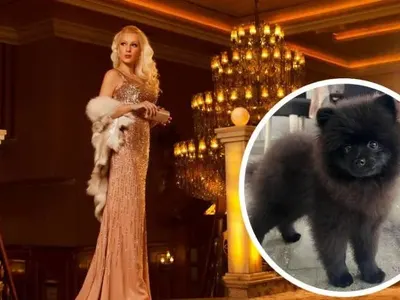 Глезотии: Деси Бакърджиева направи Инстаграм на кучето си