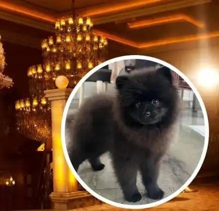 Глезотии: Деси Бакърджиева направи Инстаграм на кучето си