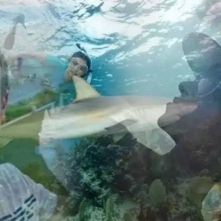 Опасно докосване: Ненчо Балабанов, Алекс Раева и Нина Добрев плуват с акули, Мис България получи предложението си за брак под водата