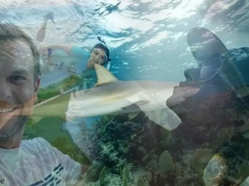 Опасно докосване: Ненчо Балабанов, Алекс Раева и Нина Добрев плуват с акули, Мис България получи предложението си за брак под водата