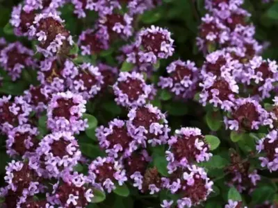 Ето защо трябва да имаме мащерка у дома