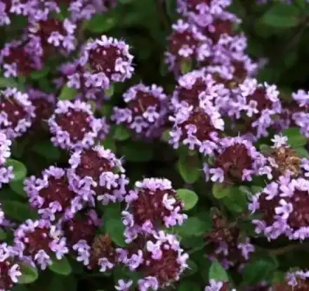 Ето защо трябва да имаме мащерка у дома