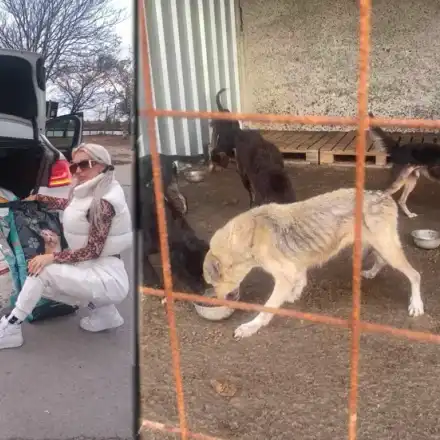 Плеймейтката Глория Аенска и „Добрите феи“ спасяват живота на 150 кучета