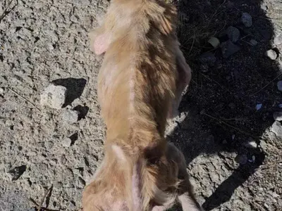 Плеймейтката Глория Аенска и „Добрите феи“ спасяват живота на 150 кучета