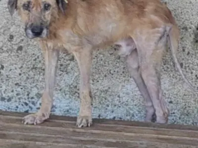 Плеймейтката Глория Аенска и „Добрите феи“ спасяват живота на 150 кучета