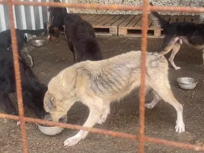 Плеймейтката Глория Аенска и „Добрите феи“ спасяват живота на 150 кучета