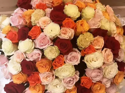 Мис България посрещна Новата година с 300 рози в 5-звезден лукс (СНИМКИ)