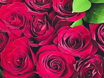 СНИМКИ Златка лее шампанско и рози за РД