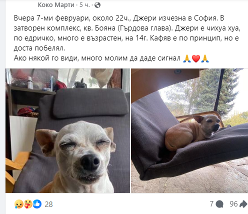 Мартина изгуби кучето от Слави СНИМКИ