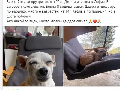 Мартина изгуби кучето от Слави СНИМКИ